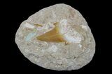 Otodus Shark Tooth Fossil in Rock - Eocene #171283-1